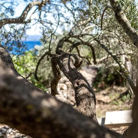 Olive's Garden House * Vela Luka