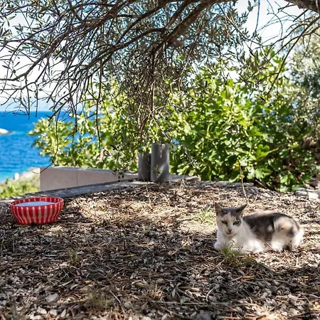 Дом отдыха Olive's Garden House *